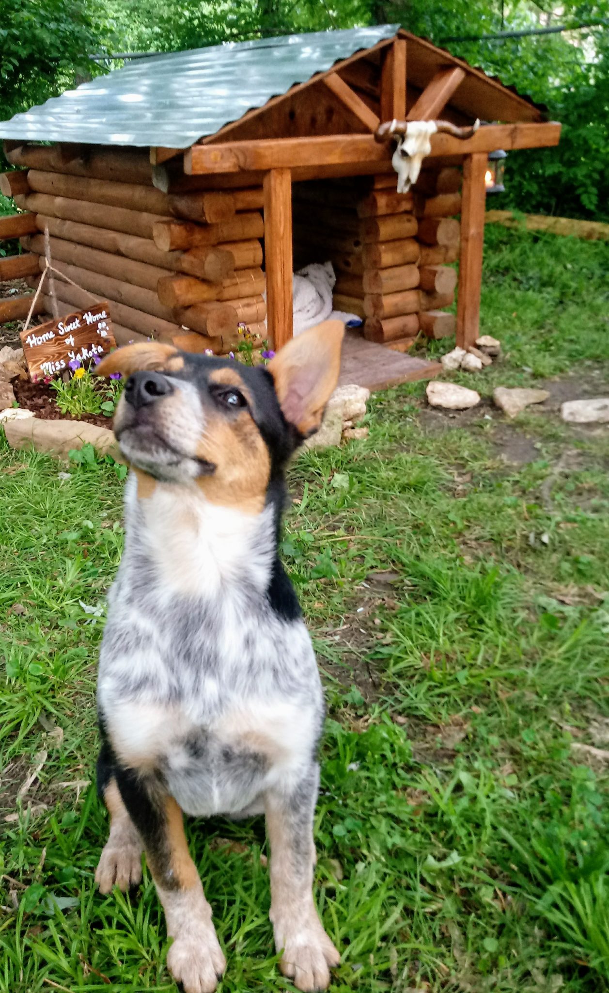 Dog Cabins We build unique log cabins for your dog!